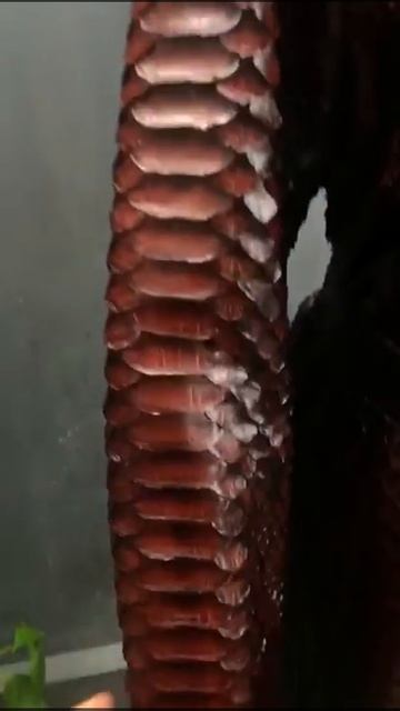 #Плащ #тренч #пальто из натуральной кожи #питона смотреть онлайн