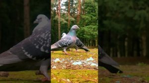 Жизнь живой природы весной | Life of wildlife in spring #жизнь #rek #весна #природа