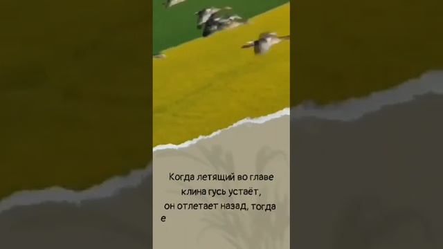 ЧЕМУ НАС МОГУТ НАУЧИТЬ ГУСИ?...музыка Чекалина смотреть онлайн