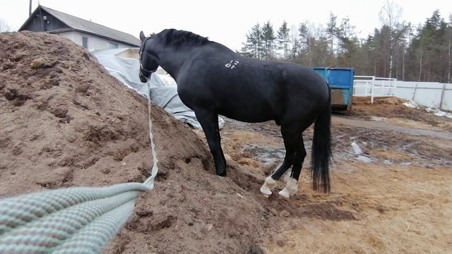 VID_20250328_152034.mp4