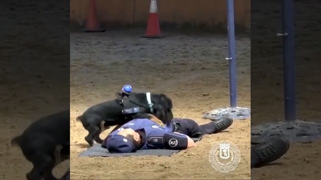 Собака из полиции Мадрида спасает агента, выполняя сердечно легочную реанимацию на практике смотреть онлайн