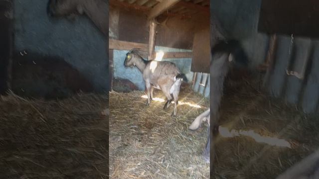 счастливый папашка