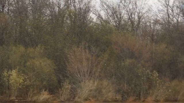 №5033 26 04 2024 Полет куликов смотреть онлайн