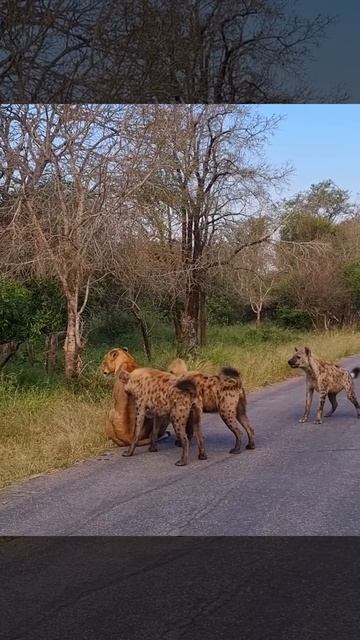 📹 Старая львица пытается сбежать от банды гиен 🦁 смотреть онлайн