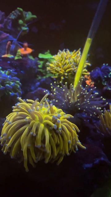 Feeding the corals 🪸 #coral #reeflife #reeftank #aquarium #marineaquarium #reef #reefaquarium смотреть онлайн