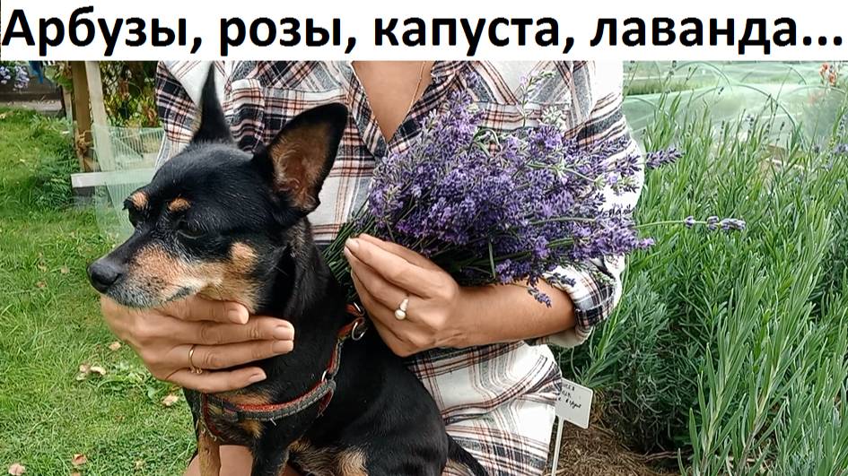 Природное земледелие о разном.