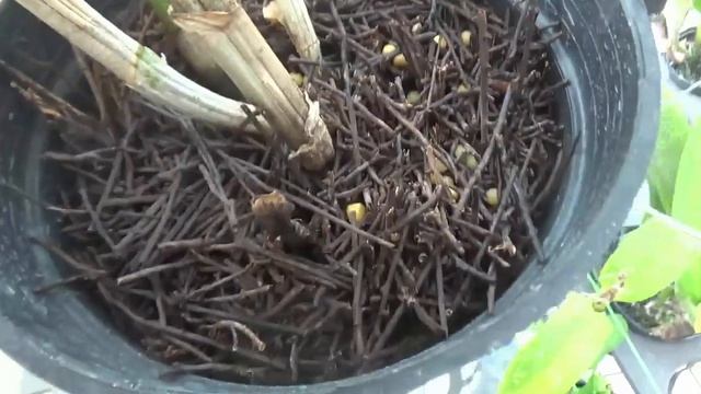 Anggrek Dendrobium Sophia Ang смотреть онлайн