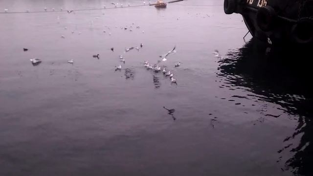 Утки на море, утренняя кормёжка смотреть онлайн