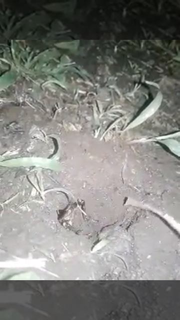 Mole Cricket --- what a noise! смотреть онлайн