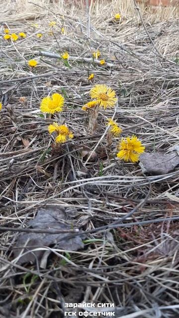 29 марта. Расцвела Мать И Мачеха 🌱🥳.mp4