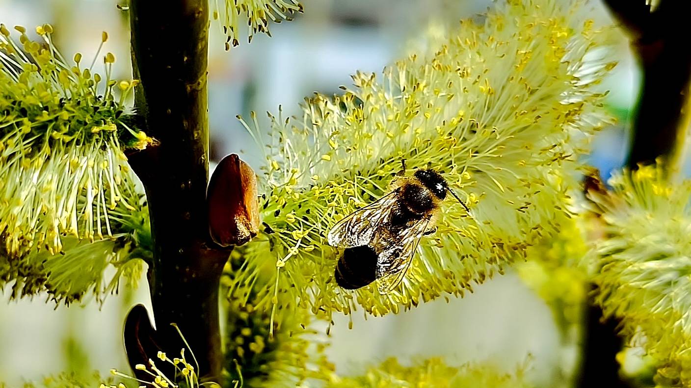 ВЕСЕННИЕ ЦВЕТЫ смотреть онлайн