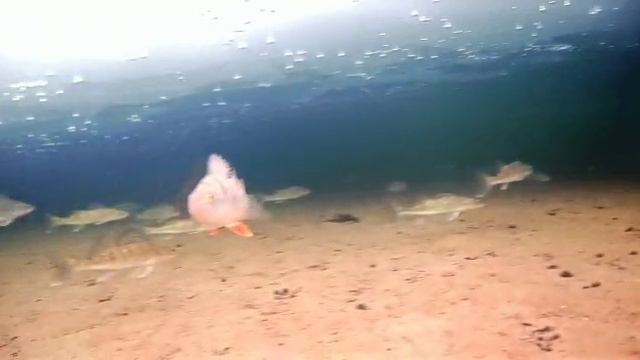 Подводная съемка стайки рыбок смотреть онлайн