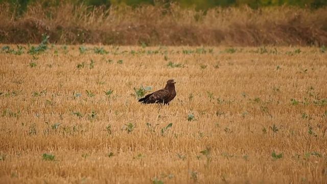 Orlik krzykliwy, Oserdów, Lubelskie / Lesser Spotted Eagle / Clanga pomarina смотреть онлайн
