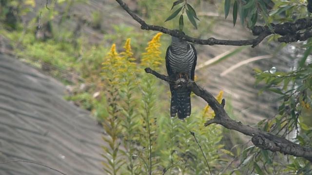 Himalayan Cuckoo on Willow Tree ツツドリが柳の枝から枝へ移動（野鳥） смотреть онлайн