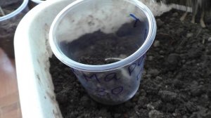 Посев амаранта на рассаду