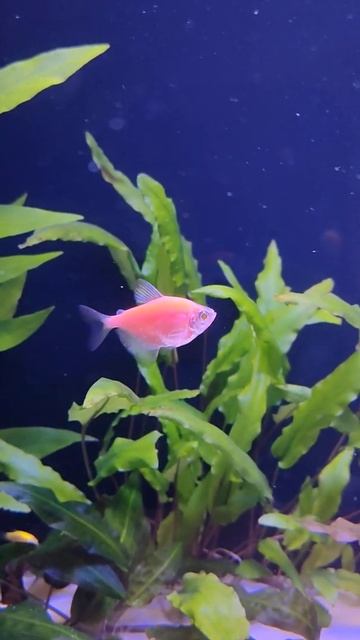 🐠 Тернеция GloFish смотреть онлайн