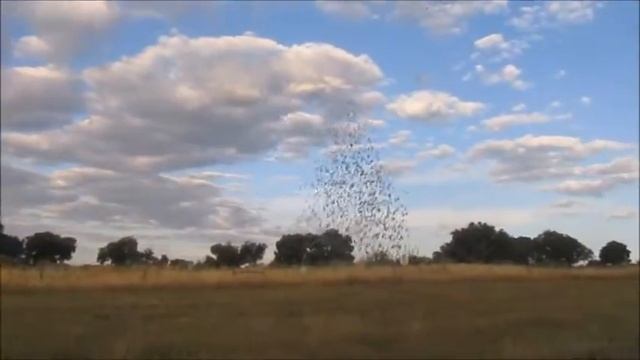 4º Treino Oficial - Mira 26/06/2016 смотреть онлайн