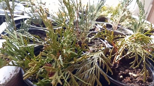 МОИ черенки хвойников на балконе!!🌲🌲🌲💐 смотреть онлайн