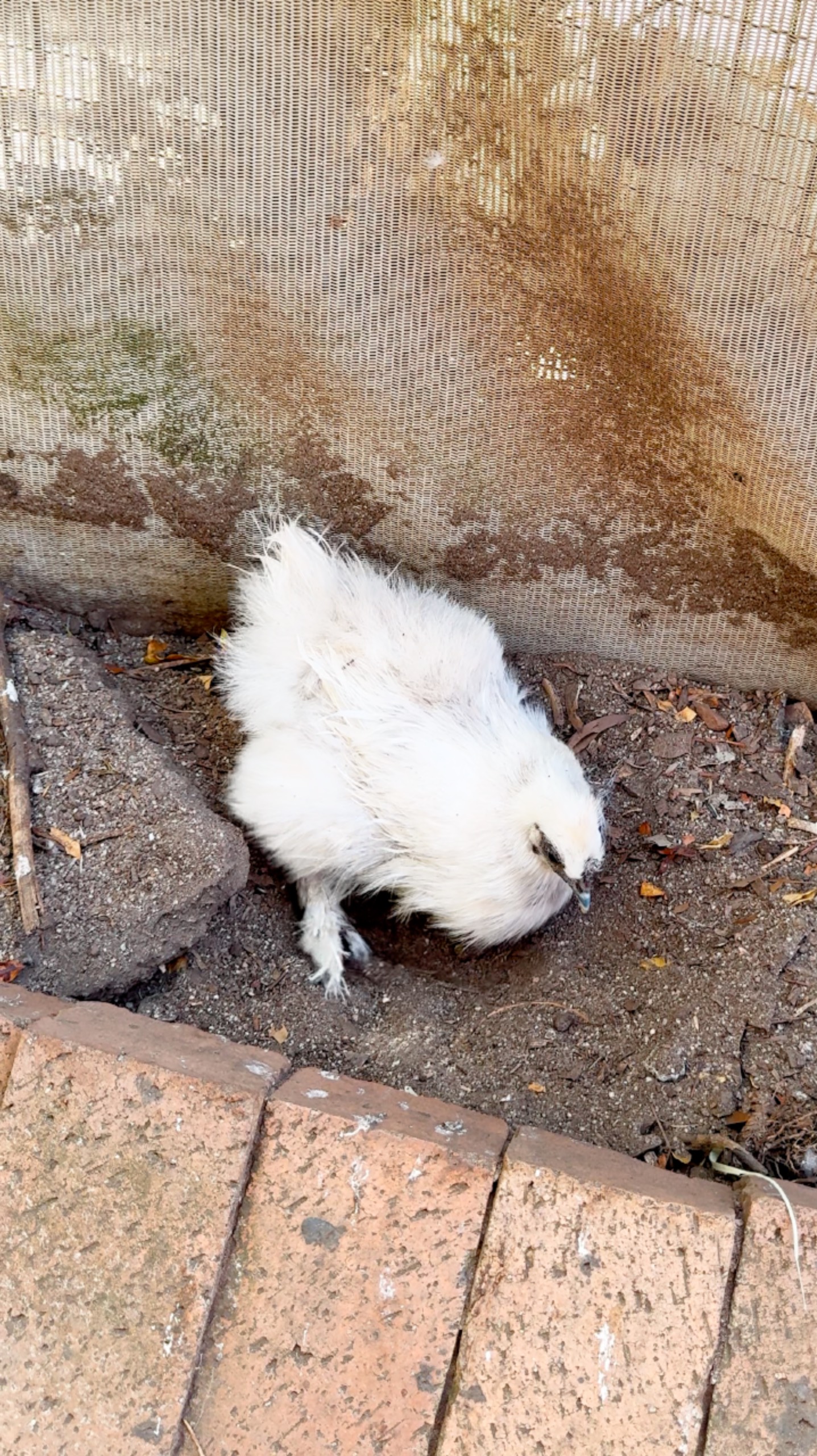 Петух и Курица #ЮАР смотреть онлайн