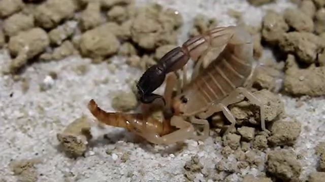 Androctonus australis fight with Tenebrio molitor смотреть онлайн