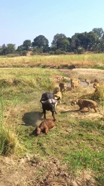 📹 Буйвол бросает теленка в отчаянной попытке спасения смотреть онлайн