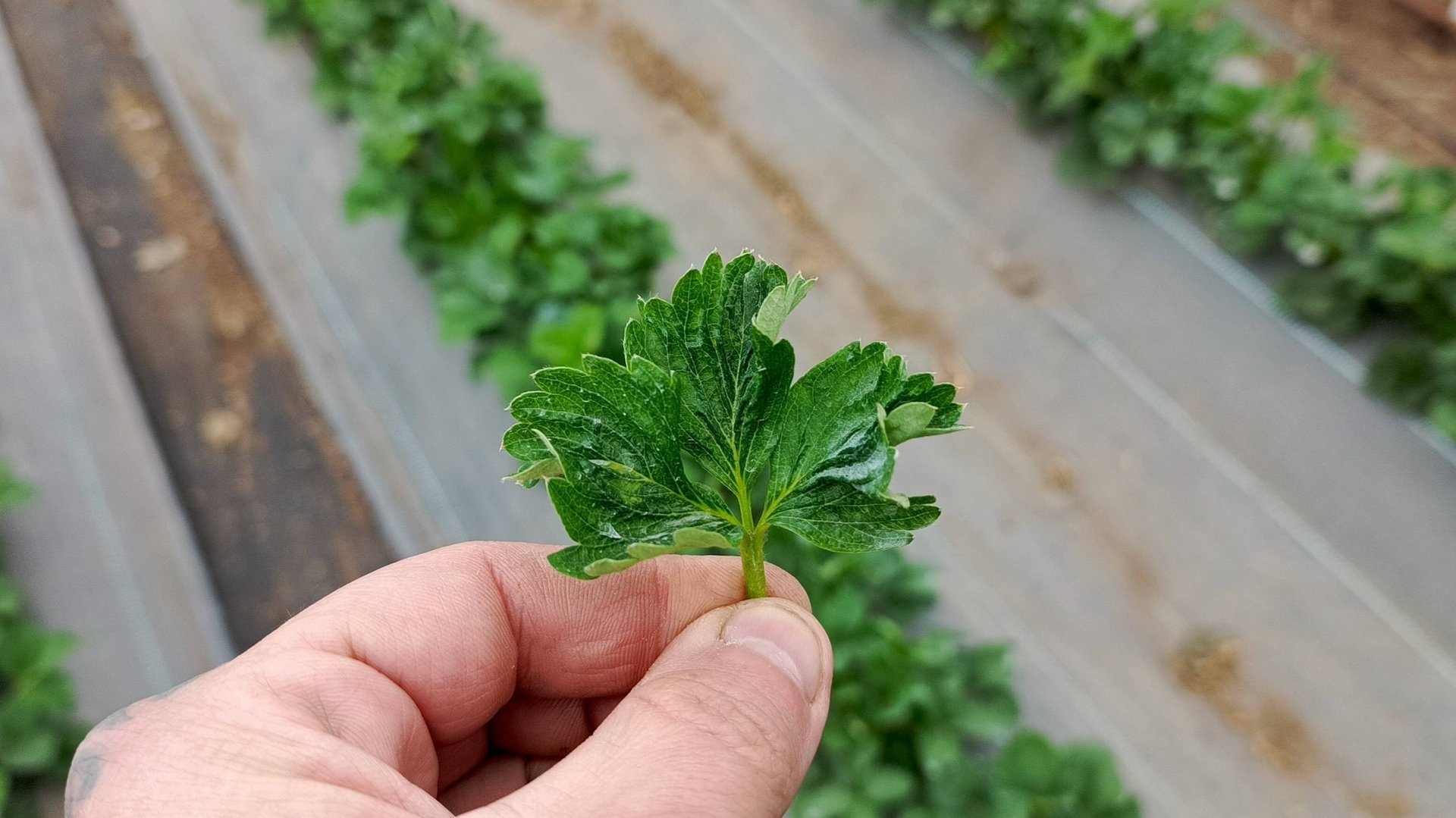 КАК УНИЧТОЖИТЬ ЗЕМЛЯНИЧНОГО И ПАУТИННОГО КЛЕЩА НА КЛУБНИКЕ? Вертимек, Аполло, Масай, Демитан. смотреть онлайн