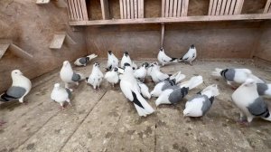 Племенные Голуби 2025 г. Бугуруслан (1 часть)