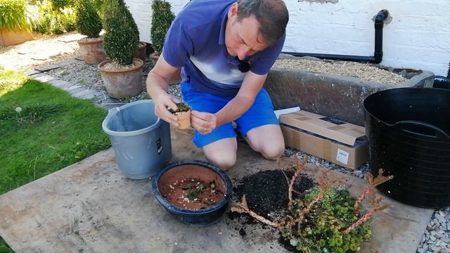 Beautiful Alpine Garden Trough with Sempervivum House Leeks смотреть онлайн