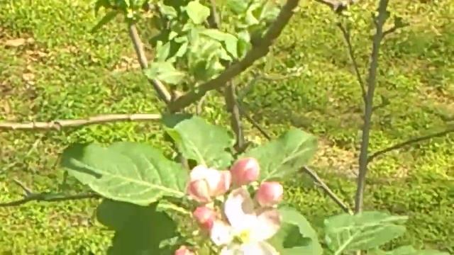 Pink blooms on our Newton's Apple tree смотреть онлайн