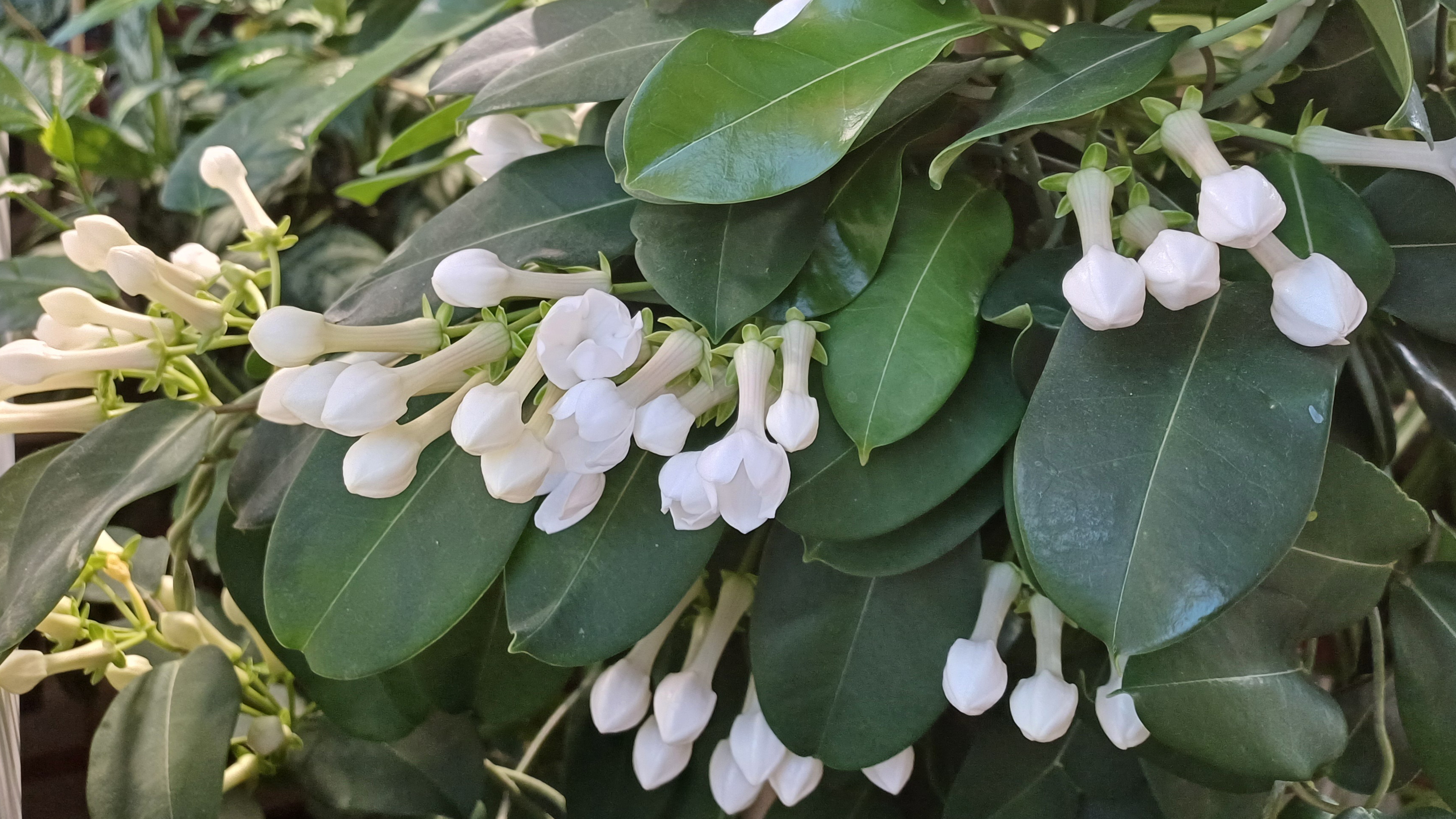 обзор зимнего сада в квартире весной. смотреть онлайн