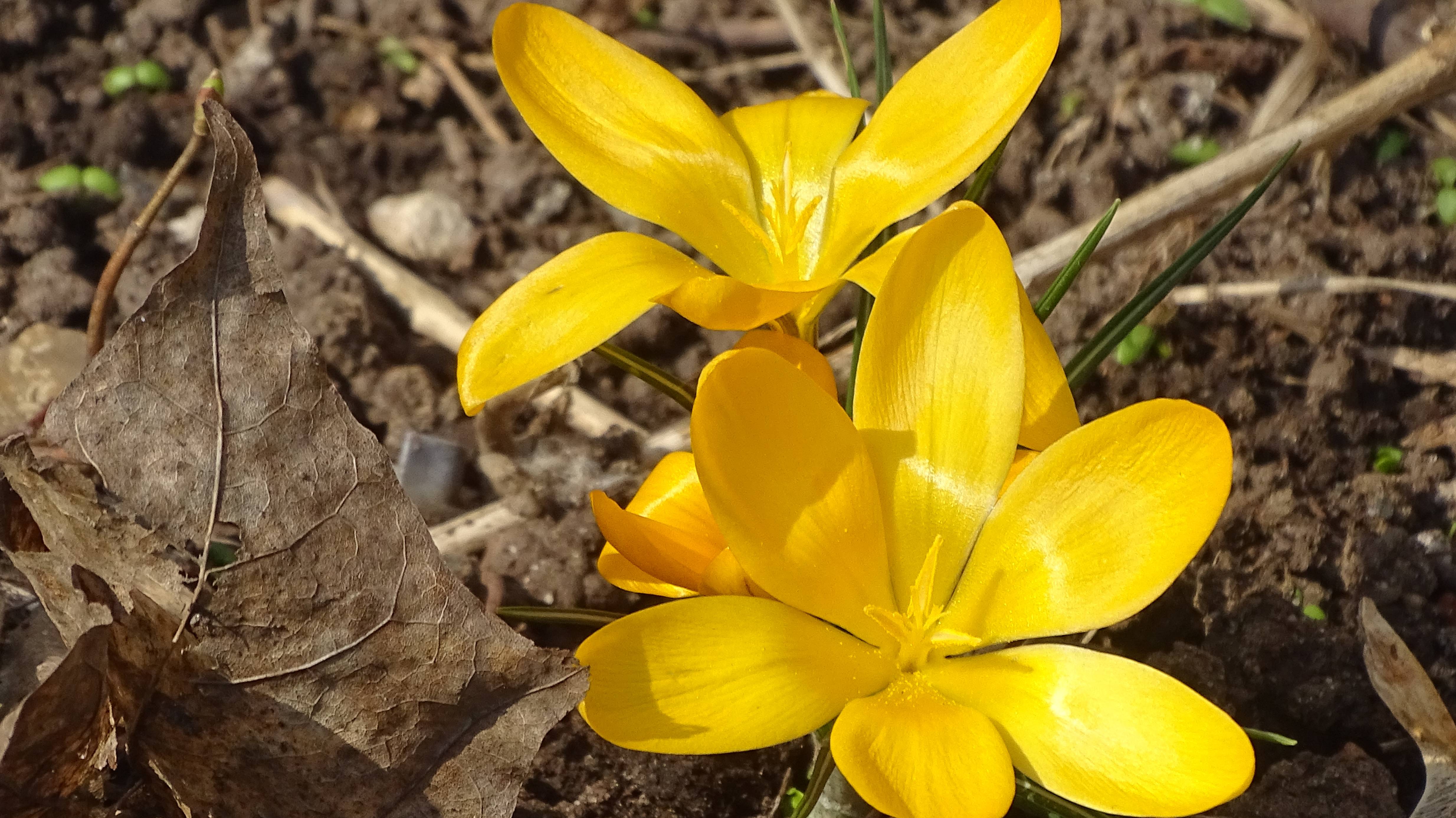 Первоцветы и крокусы проснулись смотреть онлайн