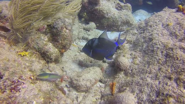 Baliste Royal Malendure смотреть онлайн