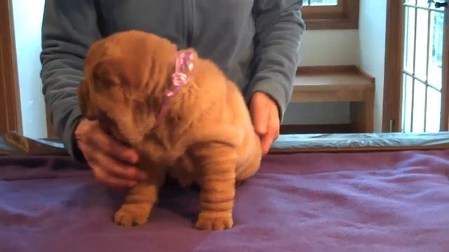 Margem HIlls Shar-Pei Pansy 6 Weeks 2-18-11