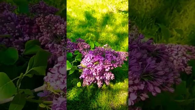 Чтобы сирень дольше стояла ...#подпишись #образование #весна #дача смотреть онлайн