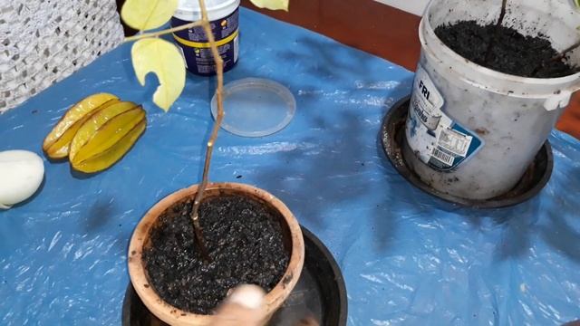 TÉCNICA PARA VOCE ENRAIZAR ESTACA DE CARAMBOLA!!!!! смотреть онлайн