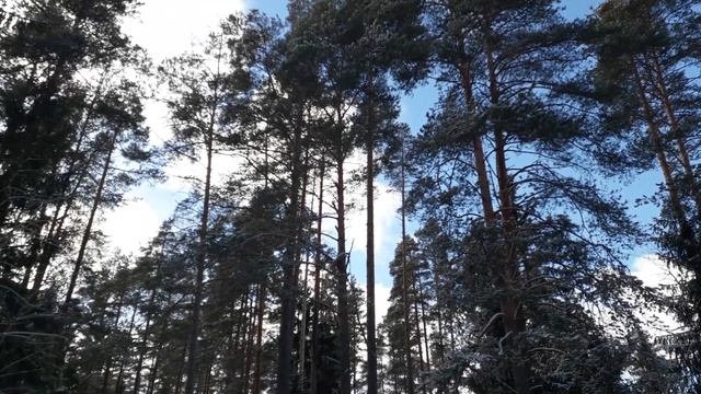 Санкт-Петербург. Весна. Снежный лес в Сосново. Куда поехать отохнуть на природу. смотреть онлайн