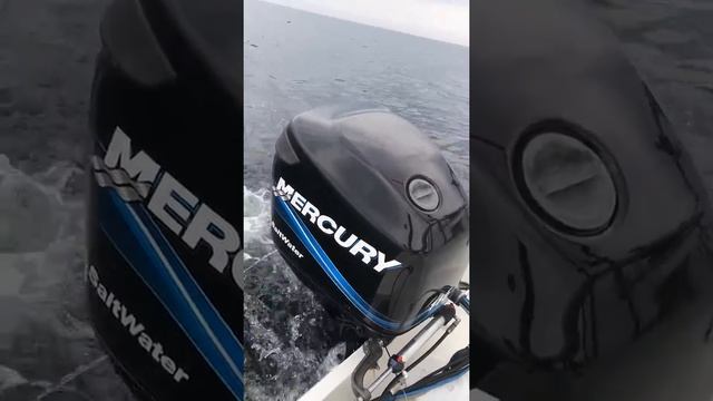 Mercury Optimax 115 /2004