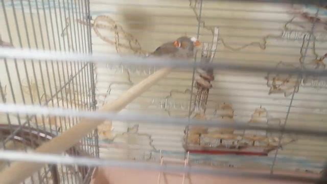 Зебровые амадины. Чем кормить? смотреть онлайн