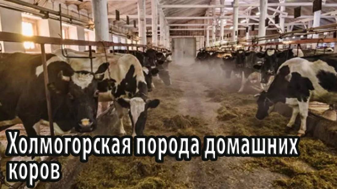 Холмогорская порода домашних коров