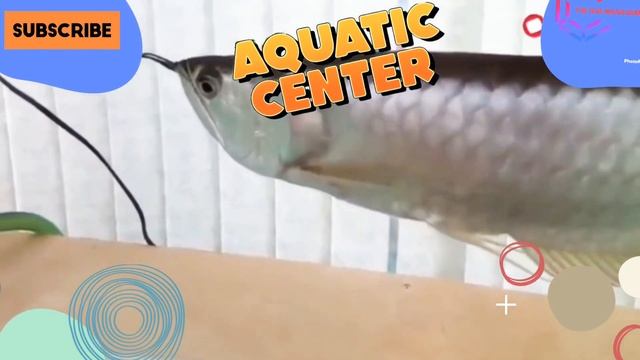 10 ikan hias dari amazon luar biasa смотреть онлайн