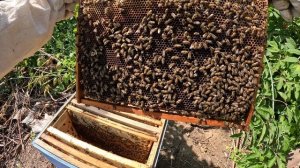 2024-07-20 Пчёлы. Карника. Неделя после приобретения.