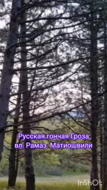 Русская гончая Гроза вл. Рамаз Матиошвили. #природа #собака #nature #hunting смотреть онлайн