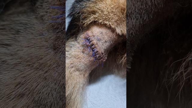 История выздоровления немецкой овчарки Дианы. Операция по удалению опухоли на хвосте#ушаковдмитрий смотреть онлайн