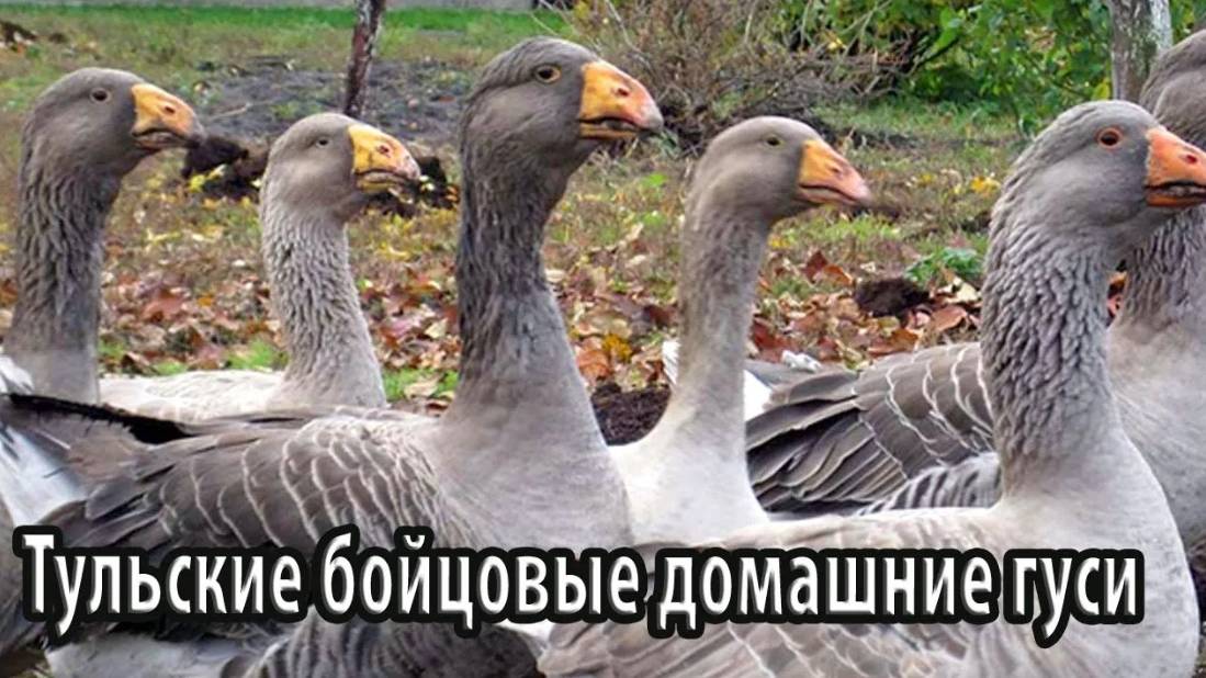 Тульские бойцовые домашние гуси