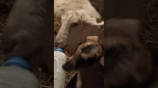 Скучаете?Деревня ждёт!