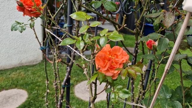 Редчайшие новинки ароматных роз #Camelot #GartenprinzessinMarieJose #DieSehenswerte #Ourlastsummer смотреть онлайн