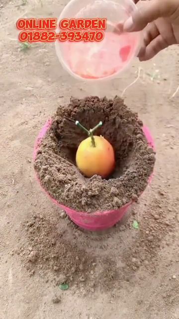 Grafting Orange Tree With Apple || how to plant an orange tree || Online Garden смотреть онлайн