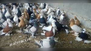 Агасиевские бойные голуби.