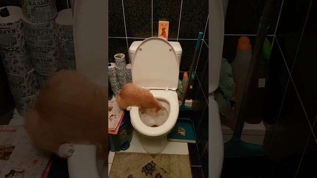 Кот Семён сантехник. смотреть онлайн