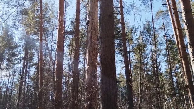 Что-то там дятел ищет в дупле смотреть онлайн